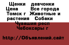 Щенки - девчонки › Цена ­ 2 - Все города, Томск г. Животные и растения » Собаки   . Чувашия респ.,Чебоксары г.